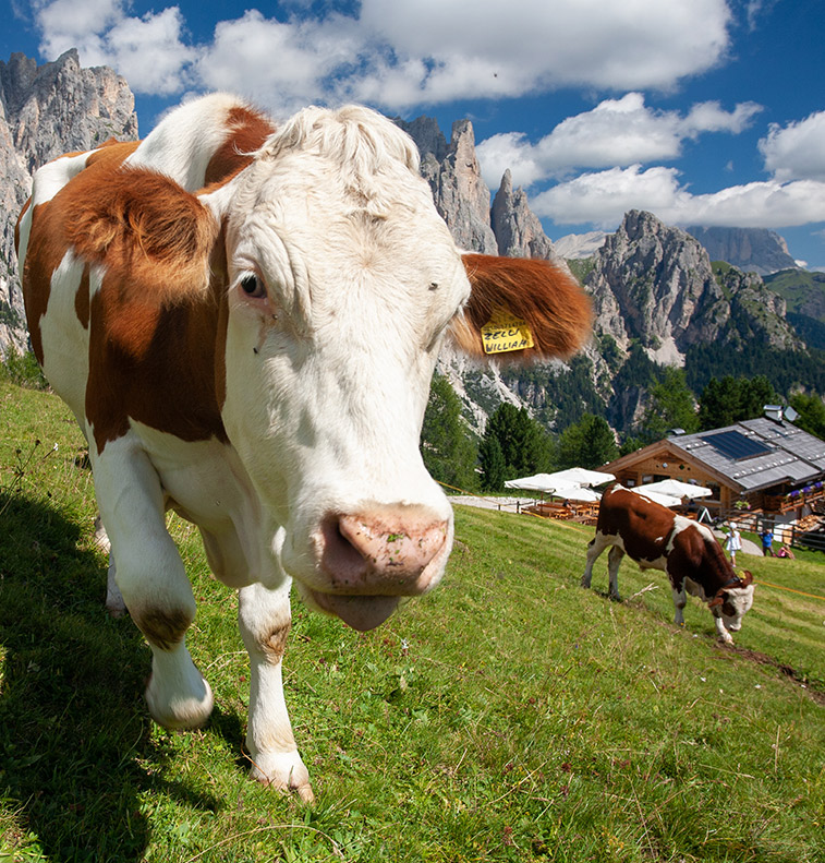 Esperienza in malga e prodotti tipici